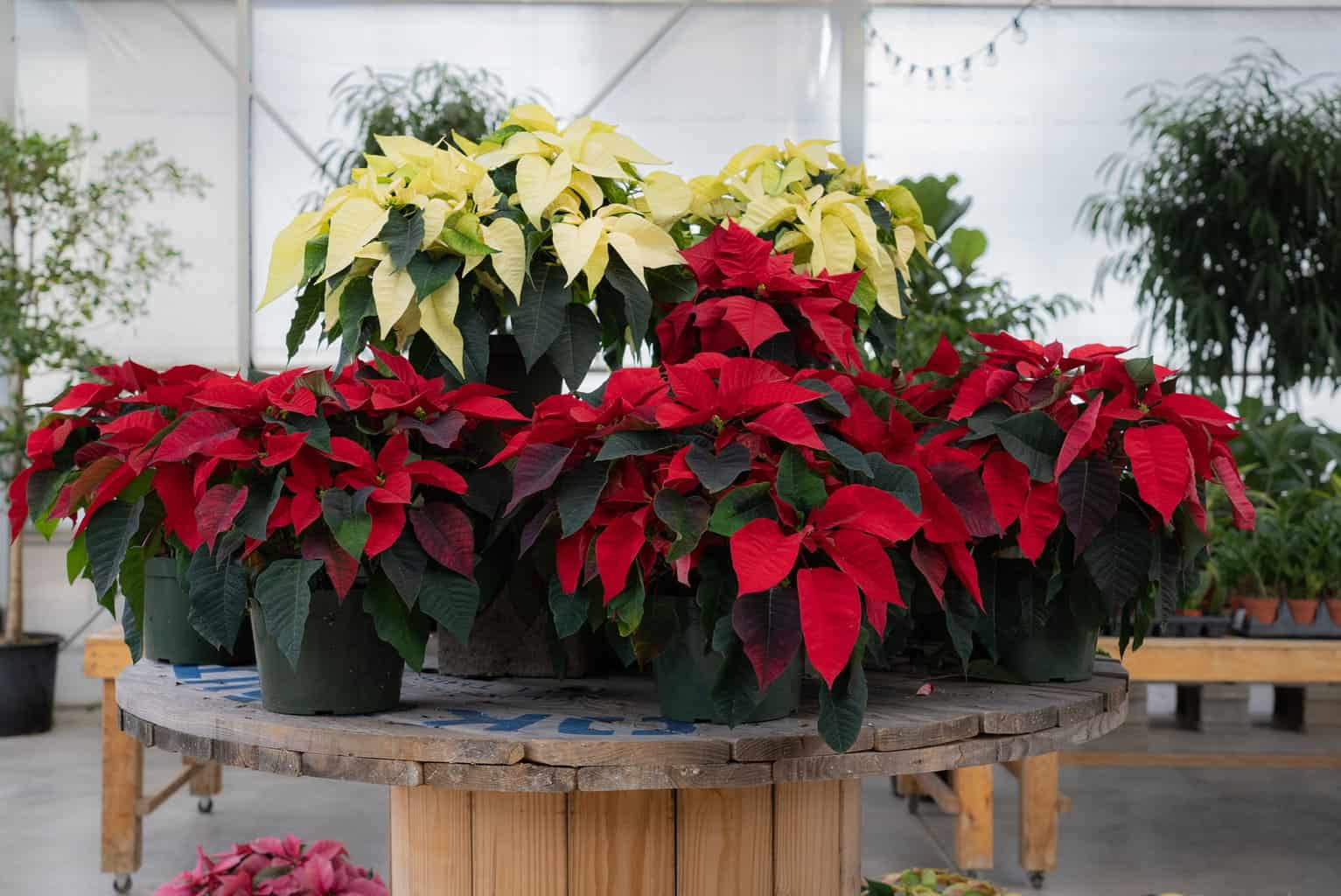 A green poinsettia plant in a terracotta pot sitting in bright shade on a summer patio with dappled light, realistic outdoor photo