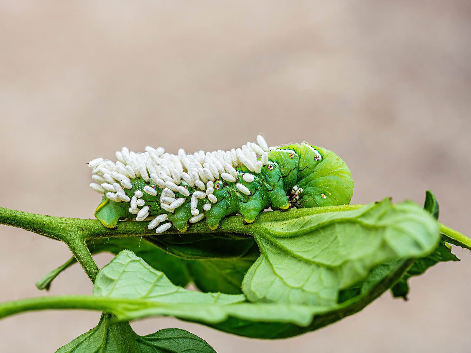 A green tomato hornworm on a tomato stem with many white braconid wasp cocoons attached to its back