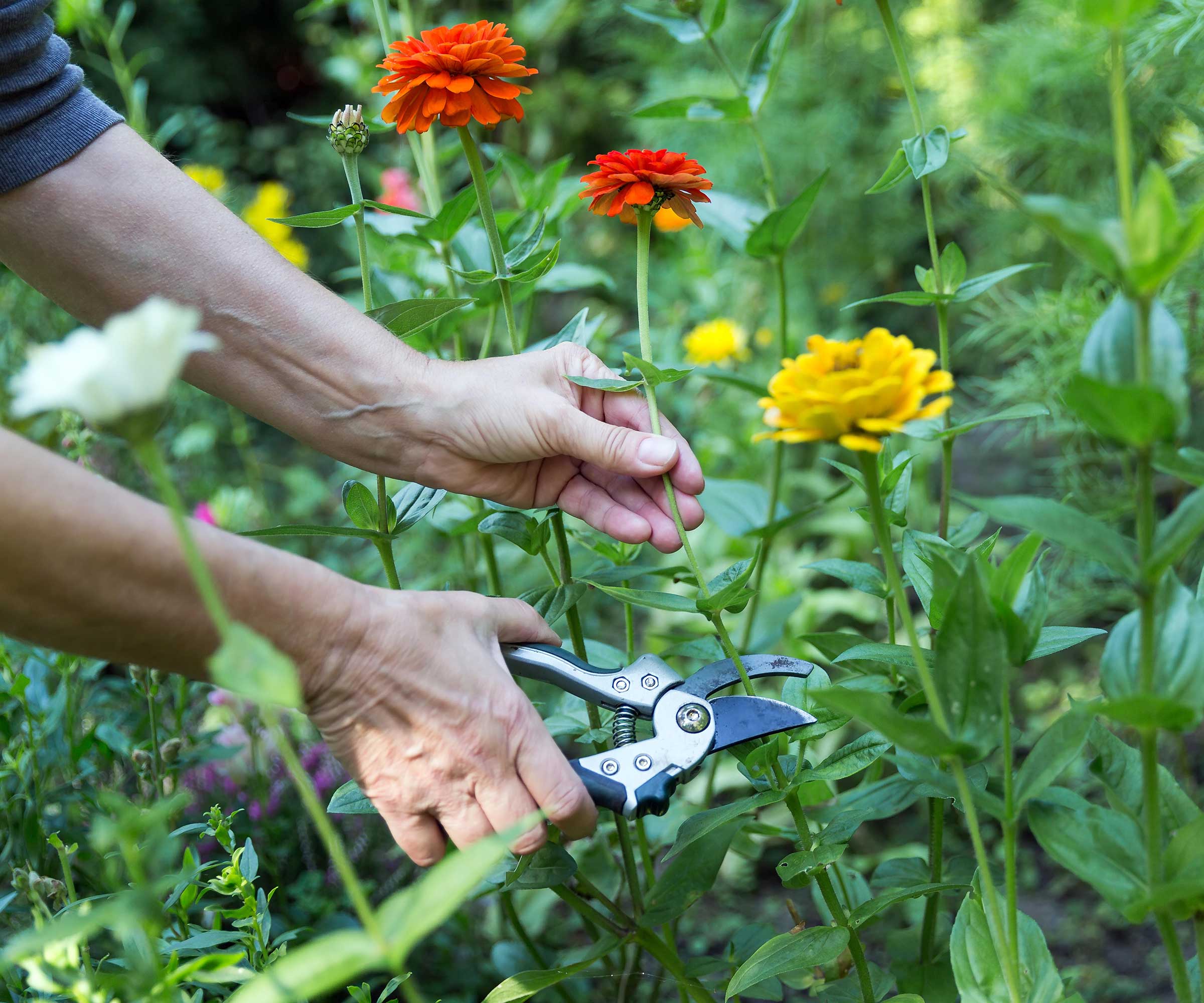 A hand holding a bright zinnia stem while garden snips cut just above a pair of leaves below a fading zinnia bloom, with more zinnias blurred in the background, photorealistic