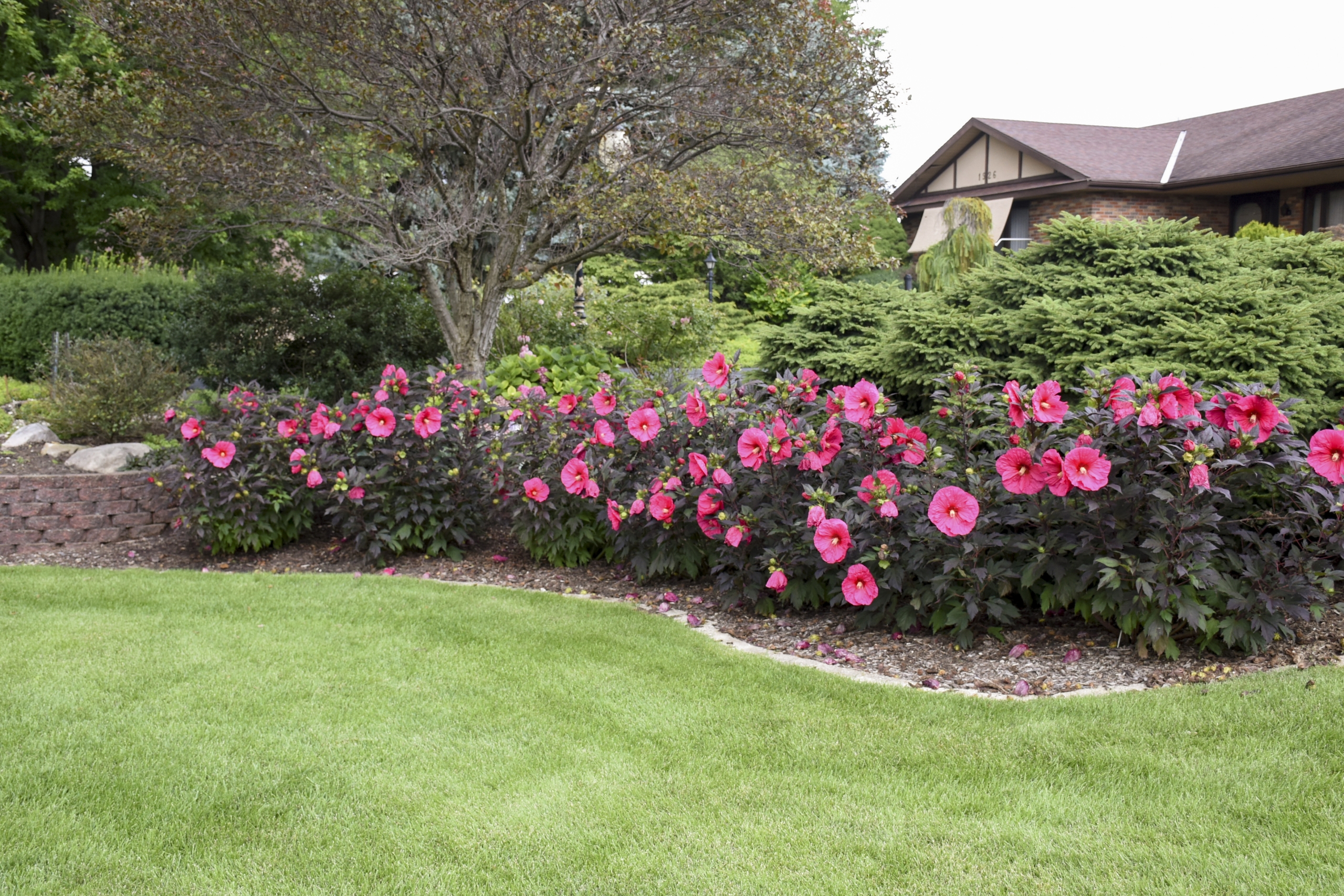 A hardy hibiscus plant growing in a garden bed with a neat ring of organic mulch around the base and dark, moisture-retentive soil