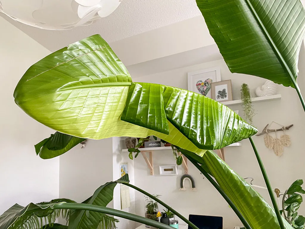 A healthy Bird of Paradise new leaf spear unfurling smoothly in a bright indoor room, real photo
