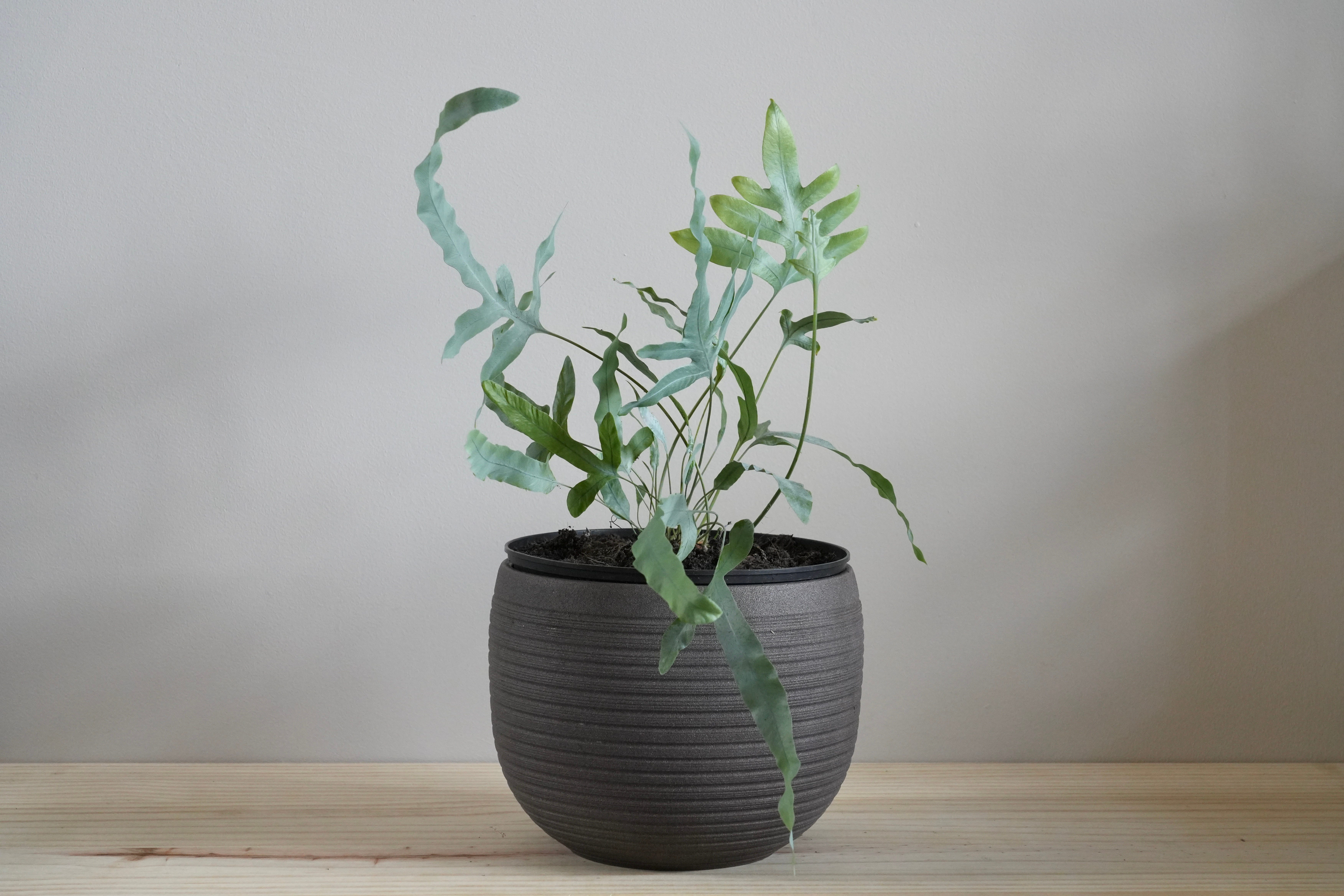 Featured image for Blue Star Fern Care Indoors