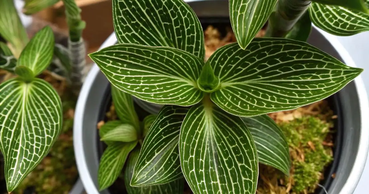 Featured image for Jewel Orchid (Ludisia discolor) Care Indoors
