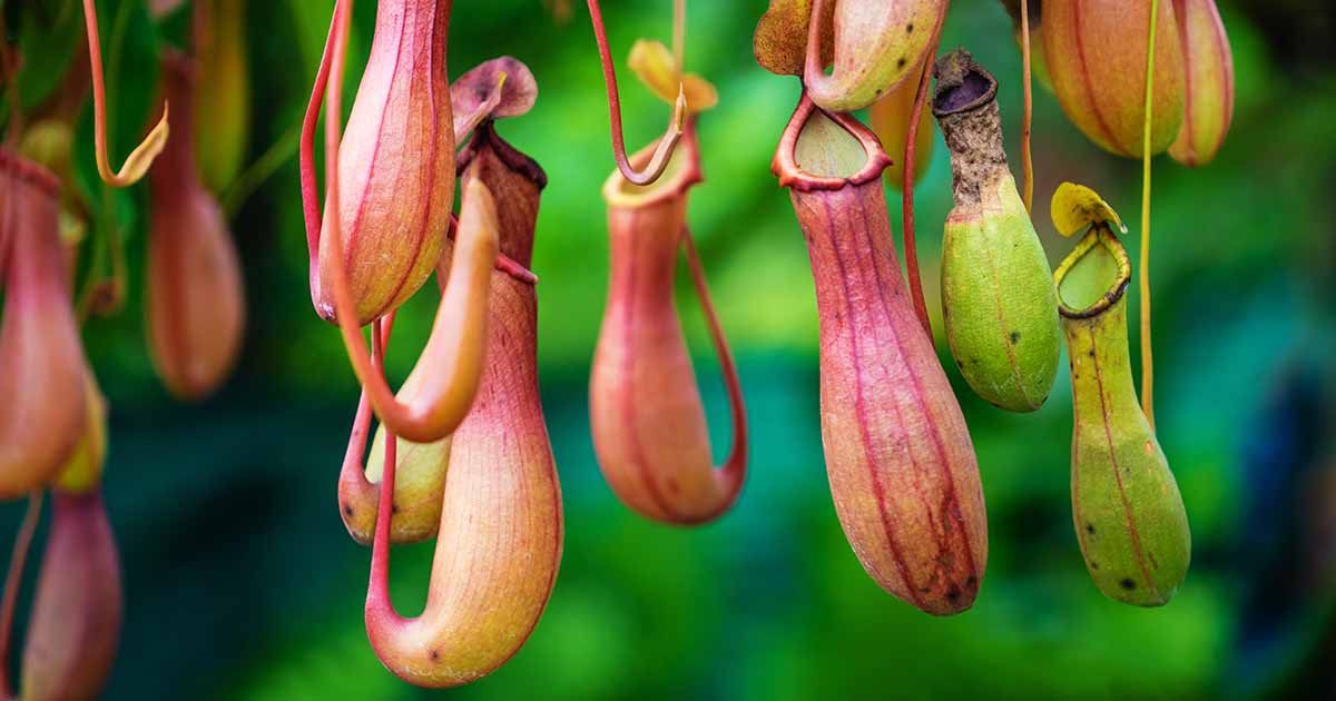 A healthy Nepenthes ventrata with bright green leaves and several developing pitchers hanging from tendrils, real photo