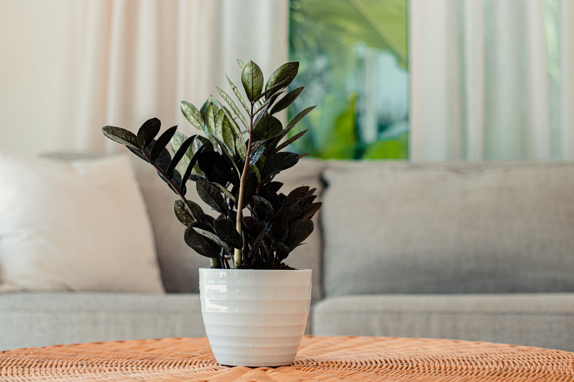 Featured image for Raven ZZ Plant Care