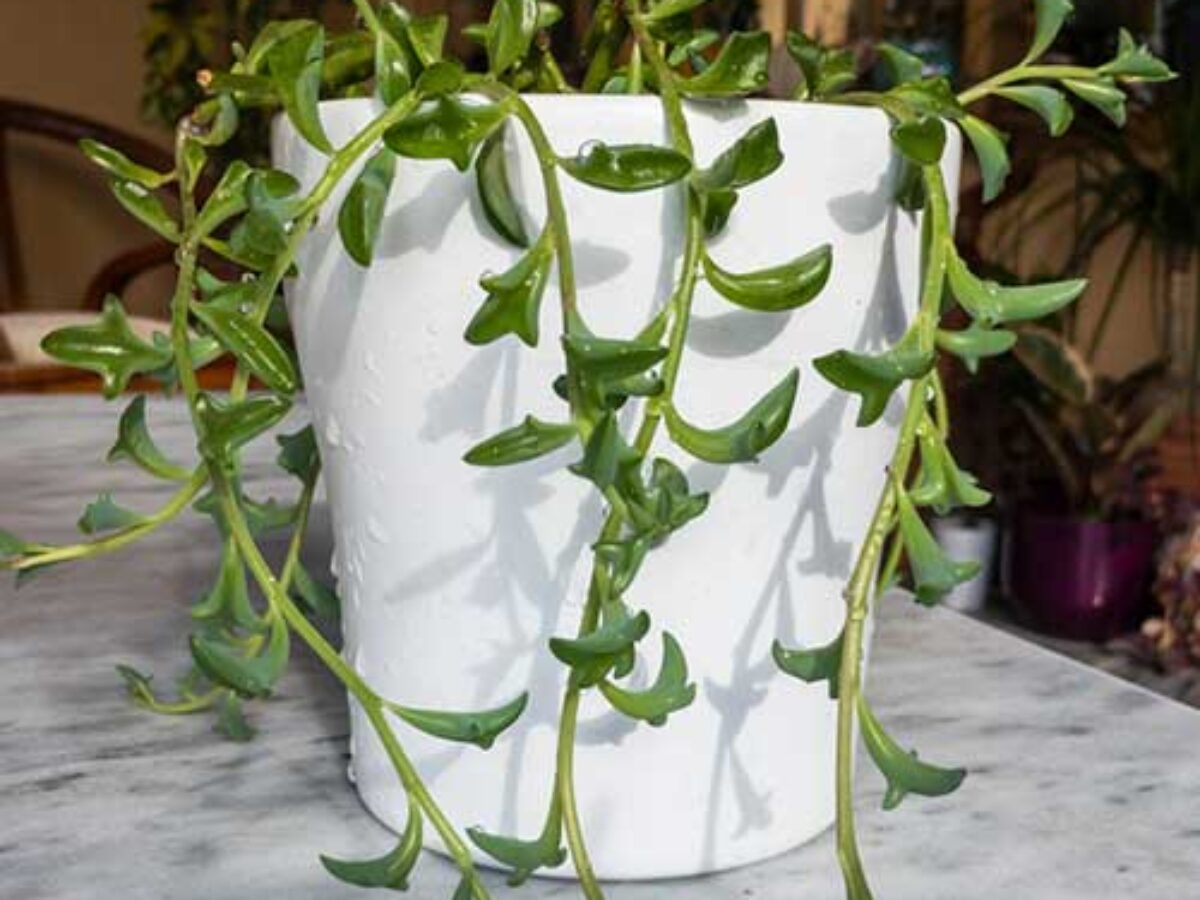 A healthy String of Dolphins hanging planter positioned near a bright south-facing window, with short internodes and dense dolphin-shaped leaves