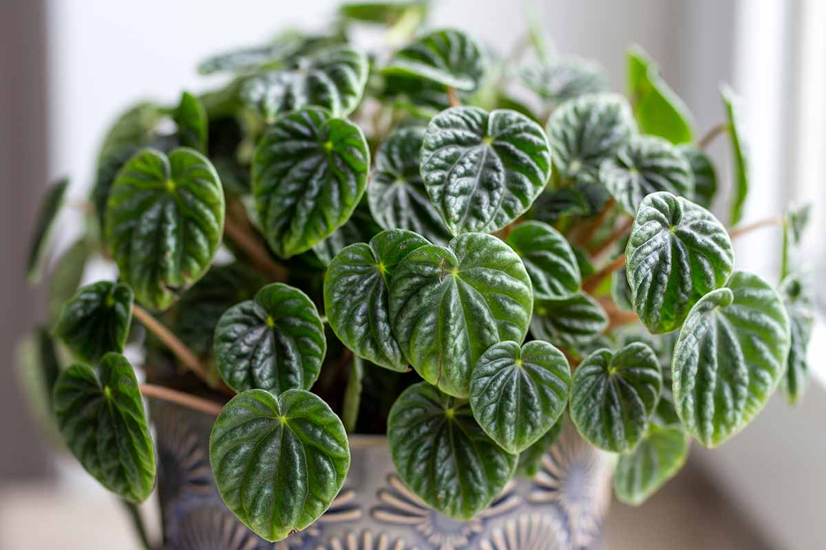A healthy Watermelon Peperomia (Peperomia argyreia) in a small pot on a table near a bright window with indirect light, showing round silver-striped leaves and red stems, real indoor photo