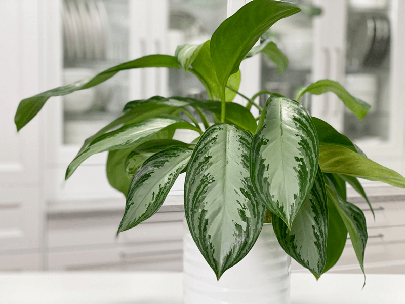 A healthy aglaonema (Chinese evergreen) in a simple ceramic pot indoors, showing glossy patterned green leaves near a bright window with soft natural light, photorealistic houseplant photography