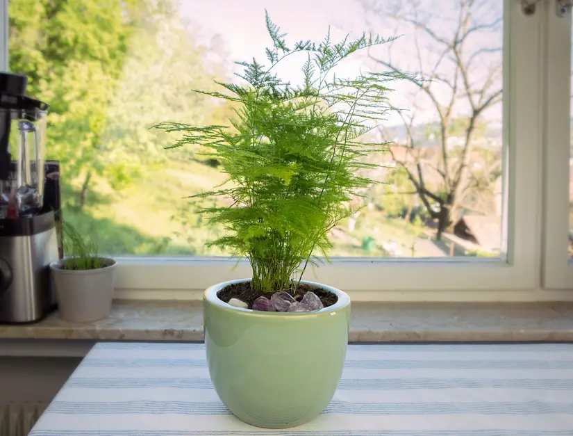Featured image for Asparagus Fern Care