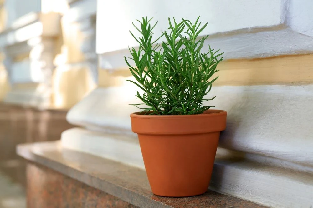 Featured image for How to Grow Rosemary at Home