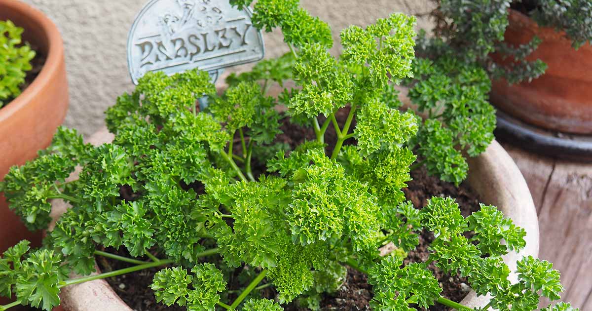 A healthy curly parsley plant with tight ruffled leaves growing in a terracotta pot on an outdoor patio, real-life garden photo