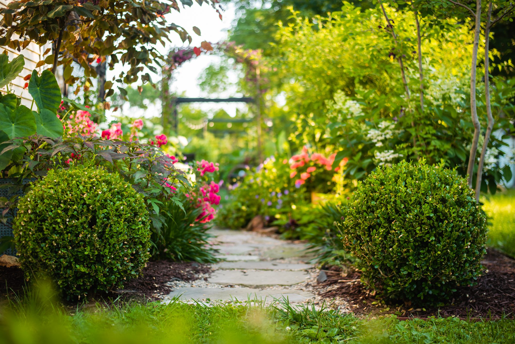 A healthy, dense boxwood hedge bordering a sunny residential walkway in spring, with rich green foliage and even growth, real photography style