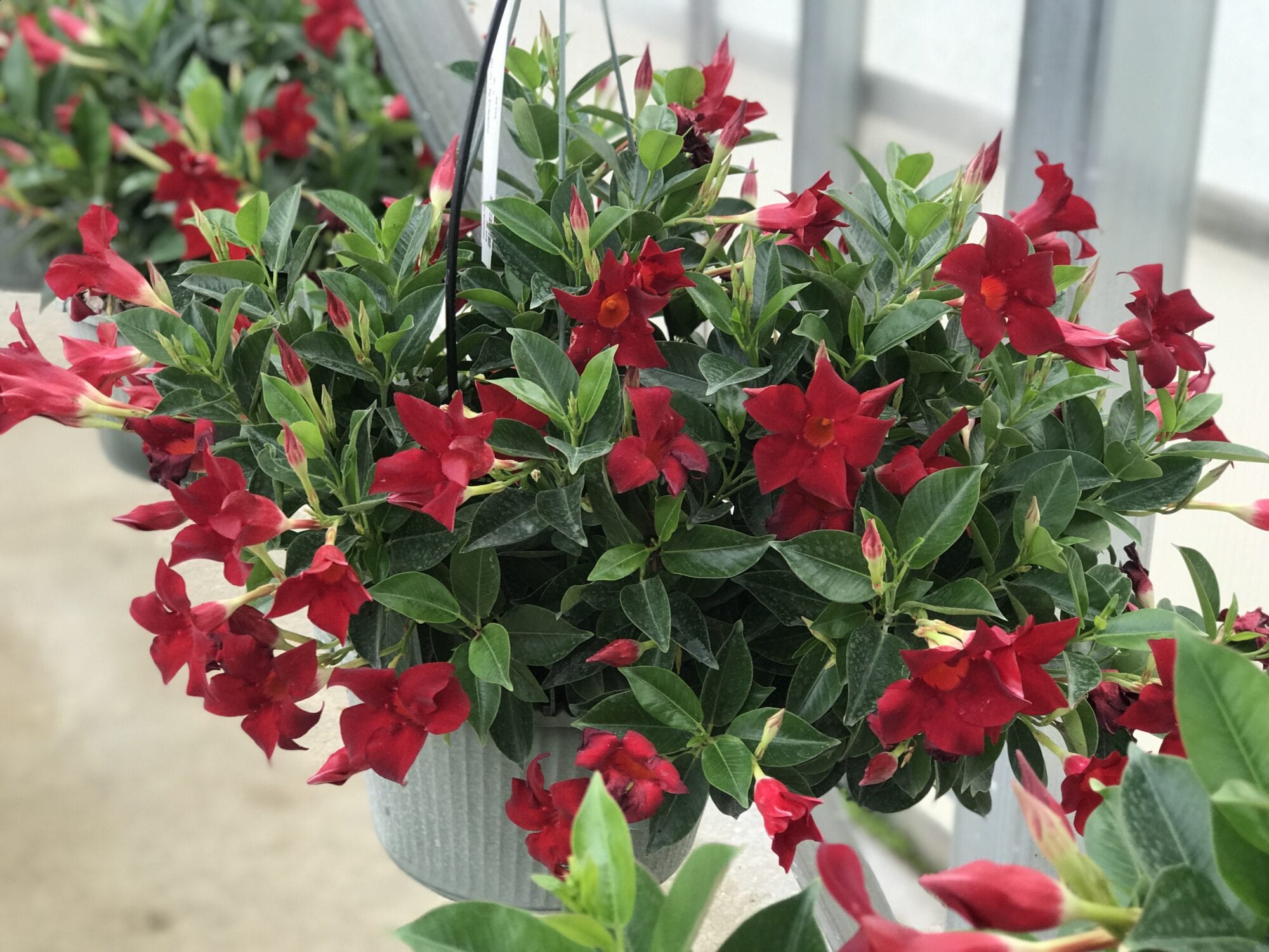 Featured image for Mandevilla vs. Dipladenia: How to Tell Them Apart
