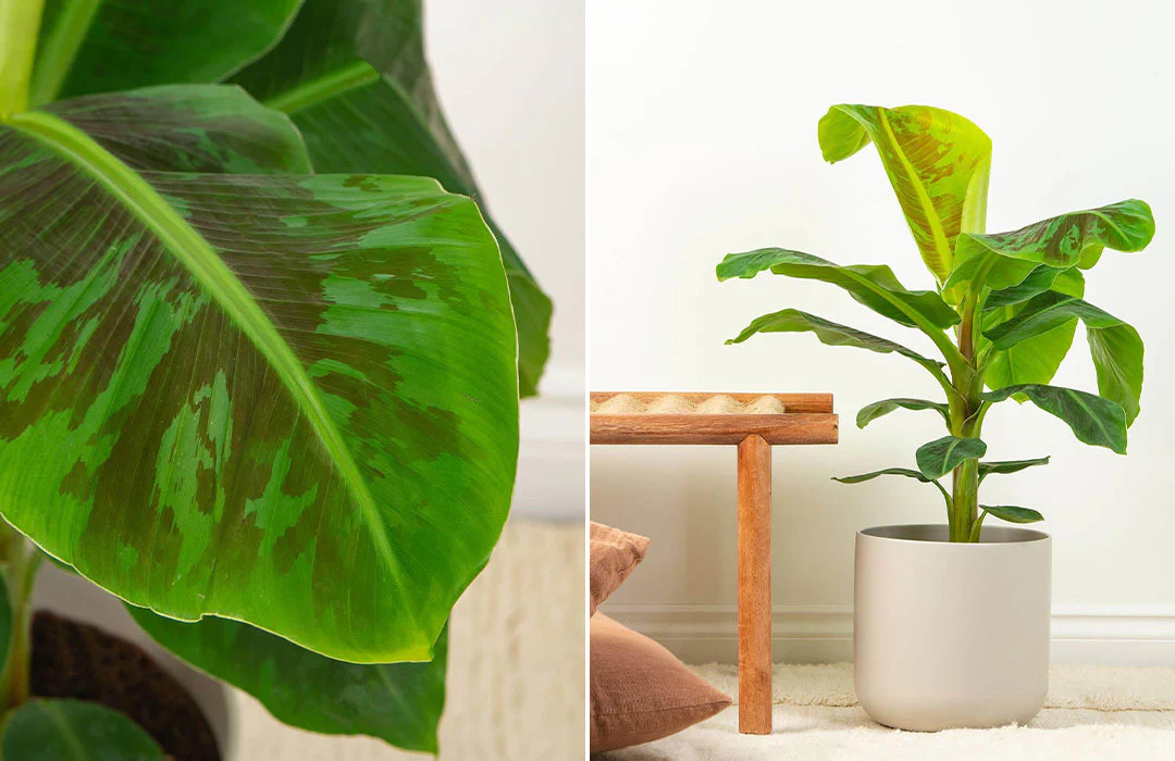 Featured image for Dwarf Banana Plant Care Indoors