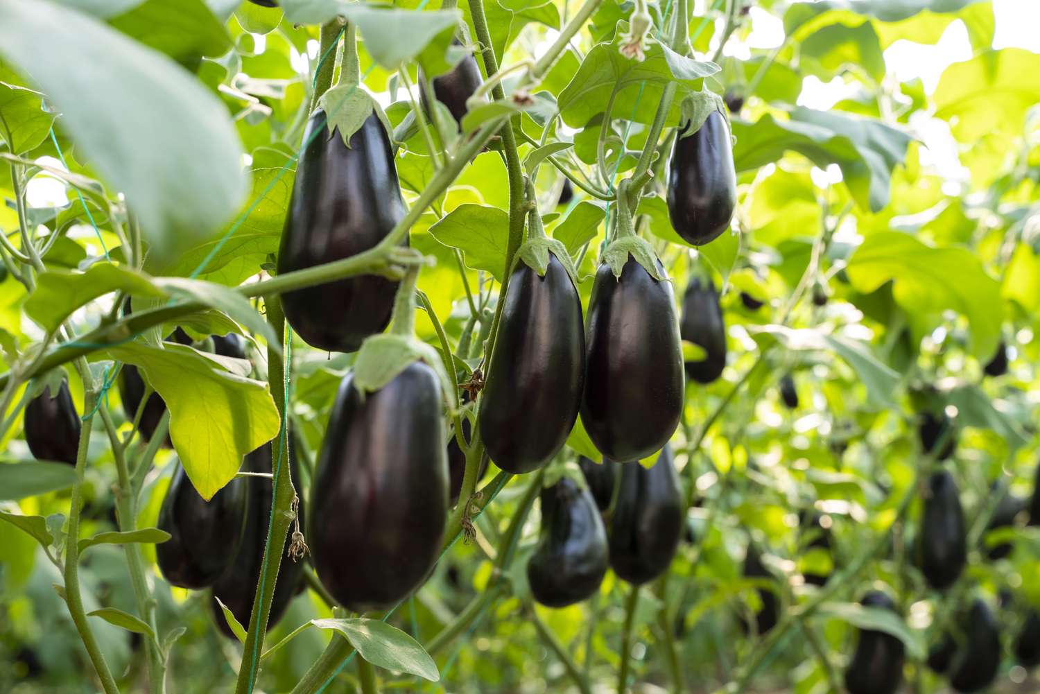 Featured image for How to Grow Eggplant at Home