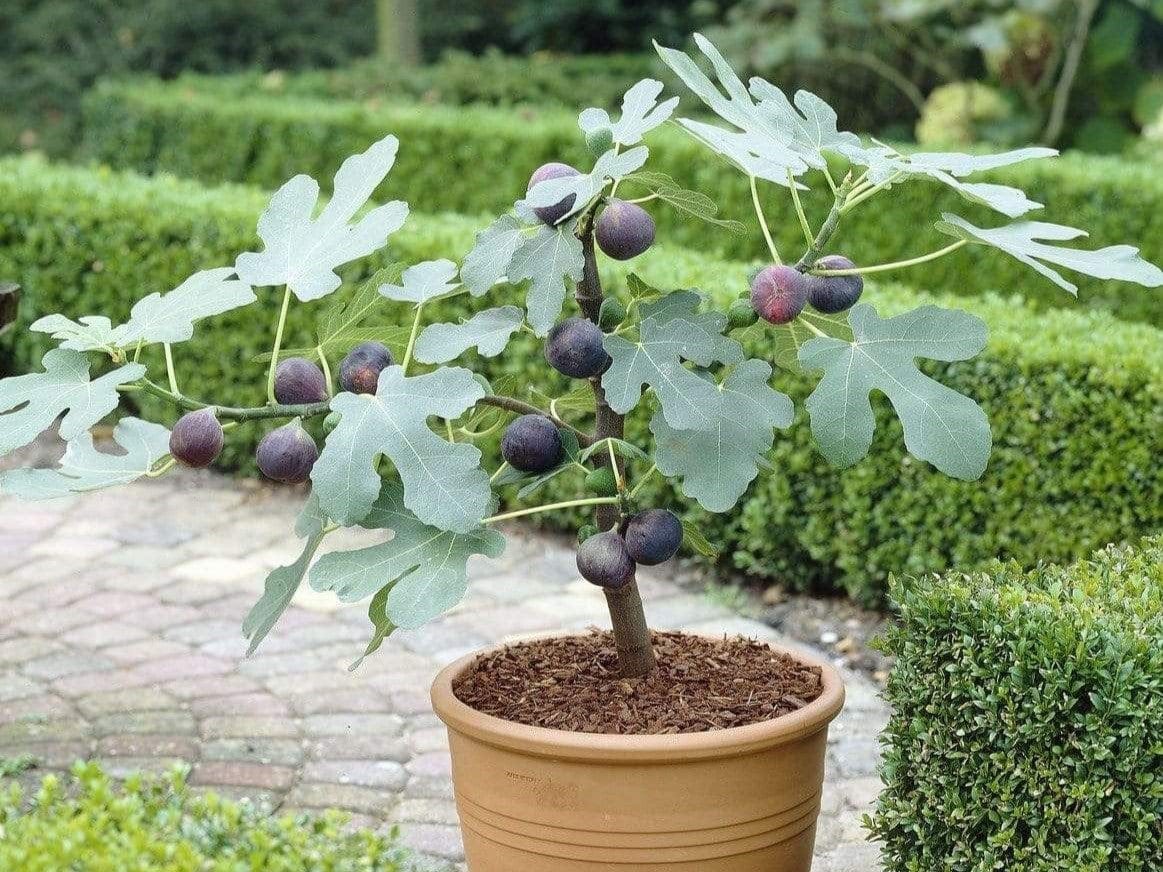 A healthy fig tree growing in a large terracotta container on a sunny patio with new green leaves