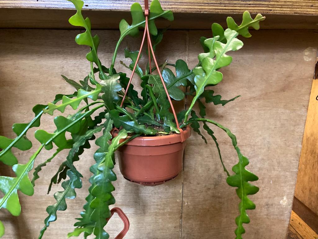 Featured image for Fishbone Cactus Care and Propagation