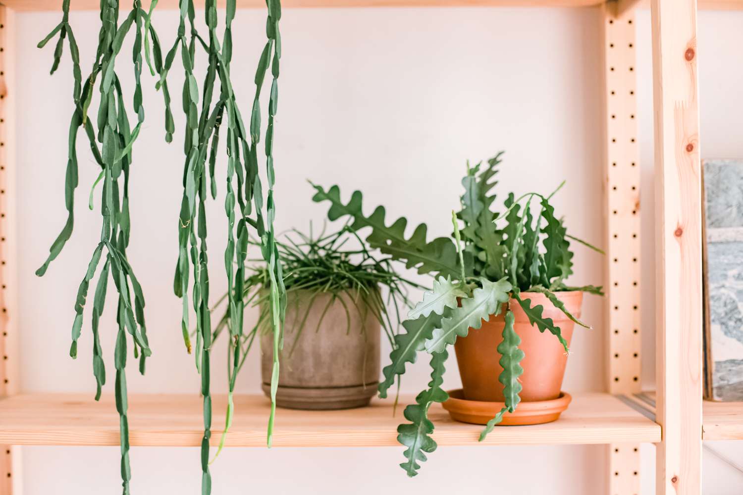 A healthy green Rhipsalis cactus on a wooden shelf near a window with a sheer curtain creating bright filtered light, realistic home photo