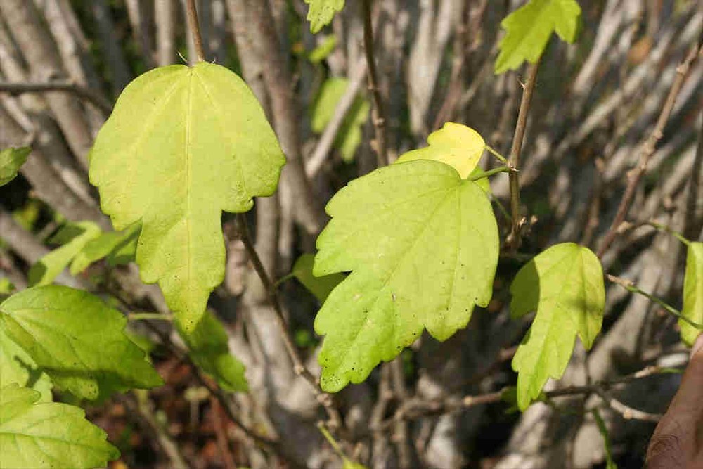 Why Your Rose of Sharon Is Not Blooming