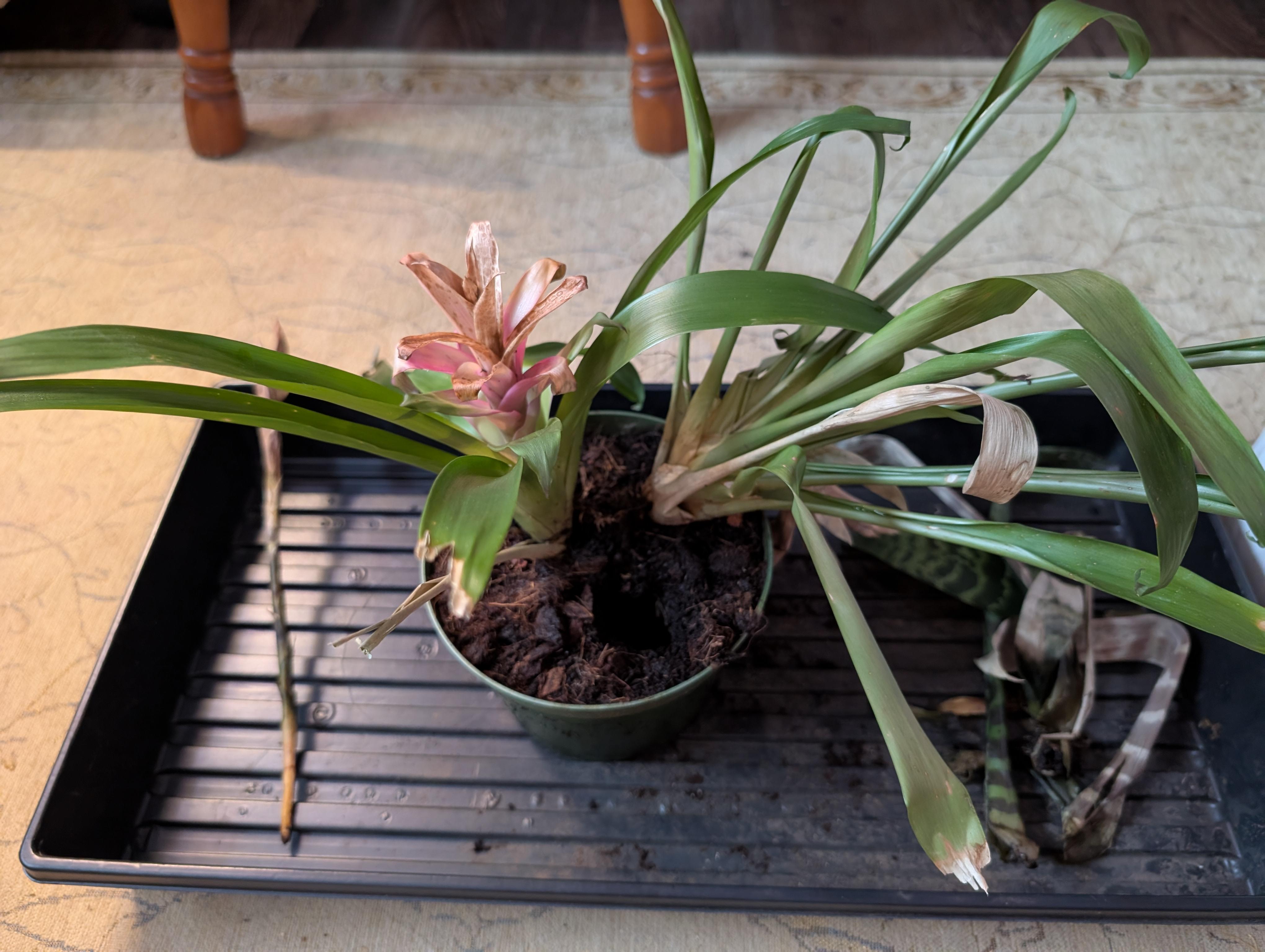 Featured image for Is a Bromeliad Supposed to Die After It Flowers?
