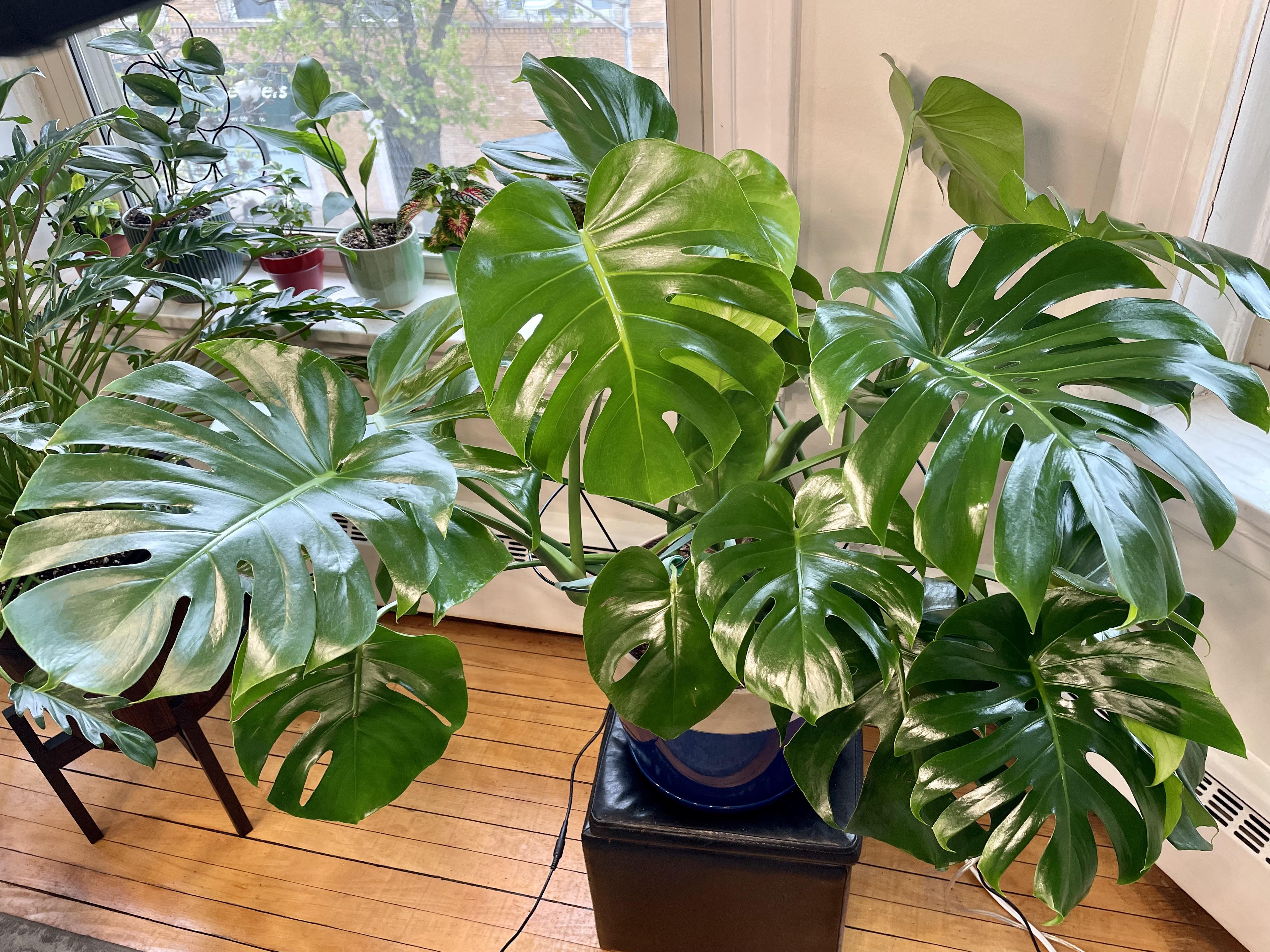 A healthy houseplant with freshly cleaned green leaves sitting near a sunny window, leaves looking vibrant and dust-free, realistic indoor photo
