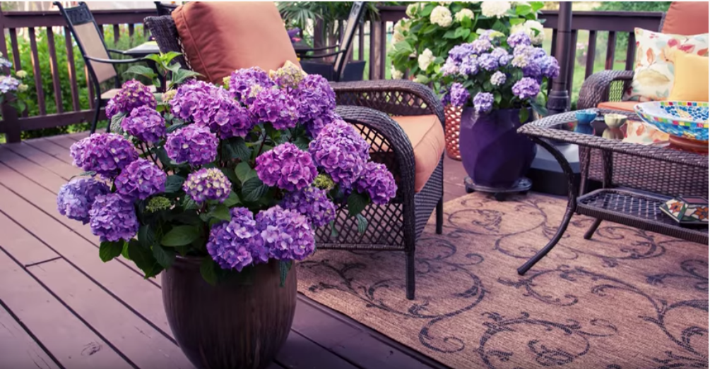 A healthy hydrangea shrub growing in a large container on a sunny patio, with full green leaves and developing flower buds