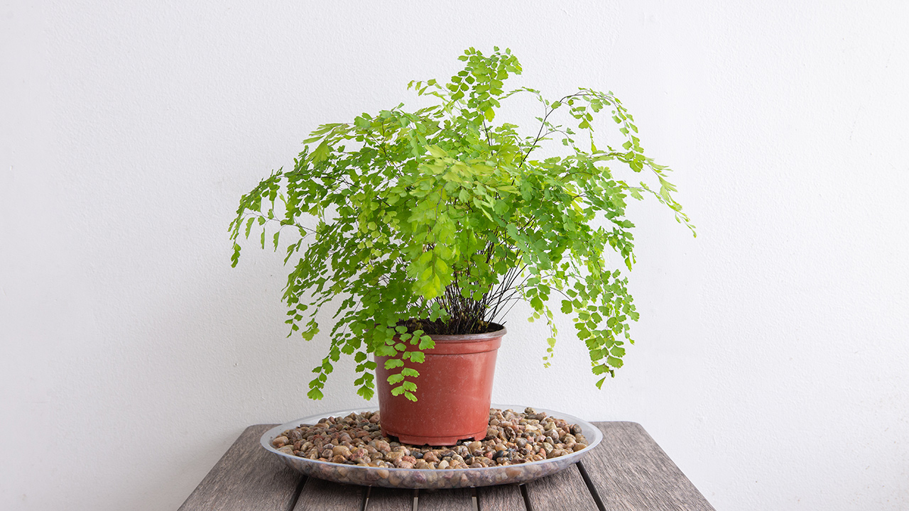 Featured image for Maidenhair Fern Care