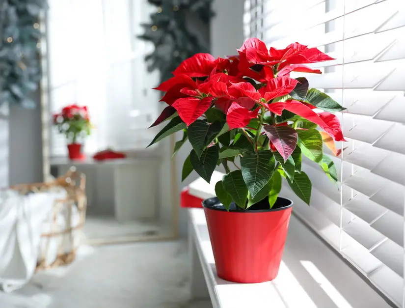 A healthy poinsettia in a pot sitting on a bright indoor windowsill in January, with green leaves and a few fading red bracts, natural home photography style