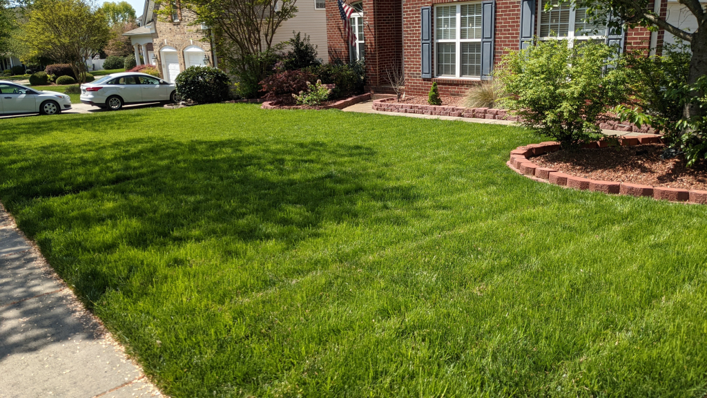 A homeowner pushing a core aerator across a suburban backyard lawn in early fall, with small soil plugs visible on the grass