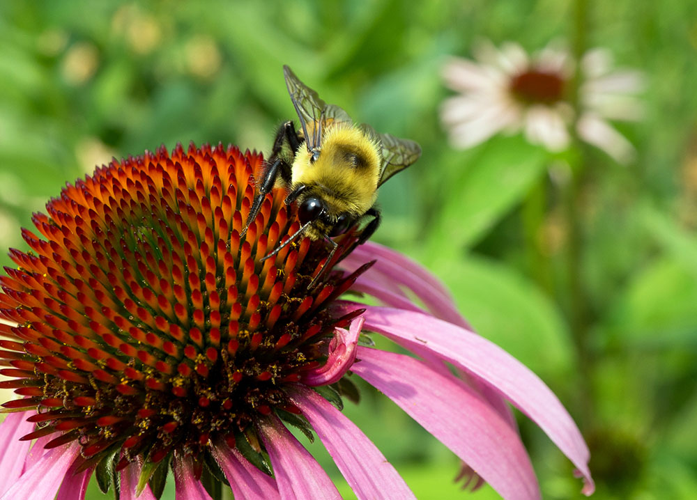 A honey bee covered in fine hairs collecting pollen on a purple coneflower in a sunny garden, close-up real photo