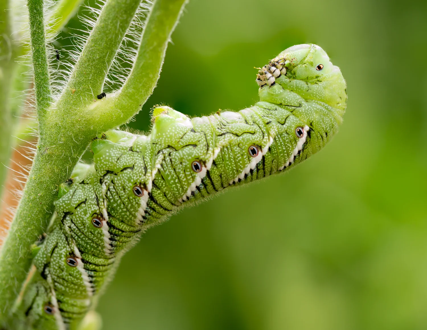 A large green tomato hornworm clinging to a tomato plant stem among chewed leaves in a backyard garden