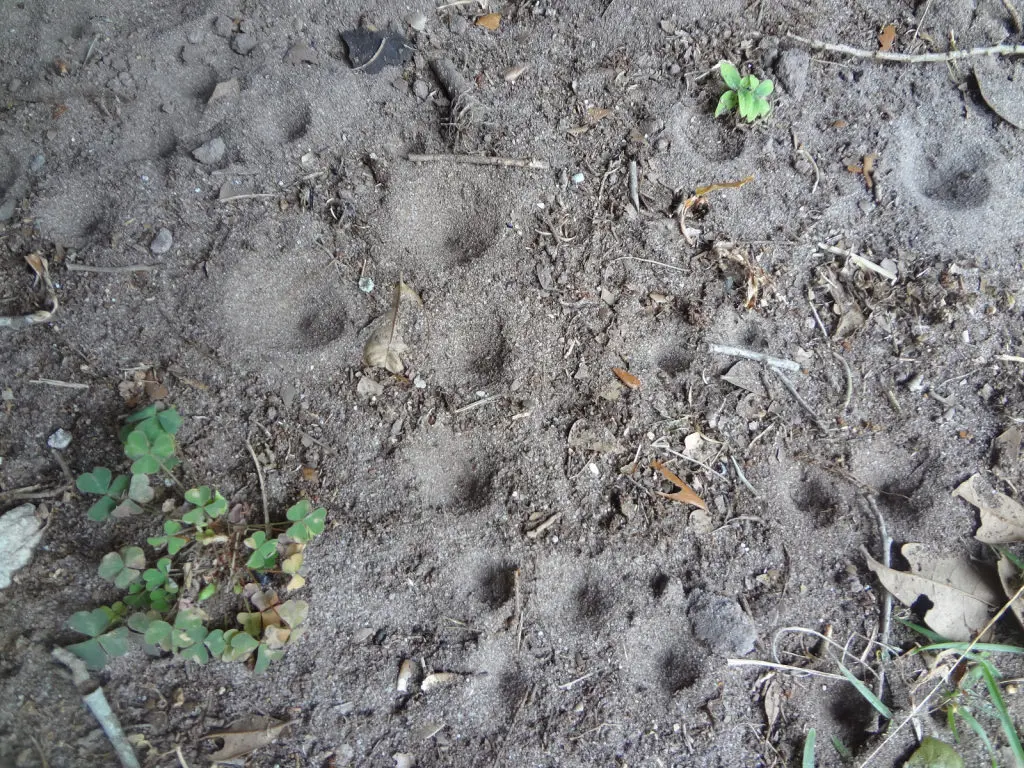 Featured image for Cone-Shaped Holes in the Lawn Overnight