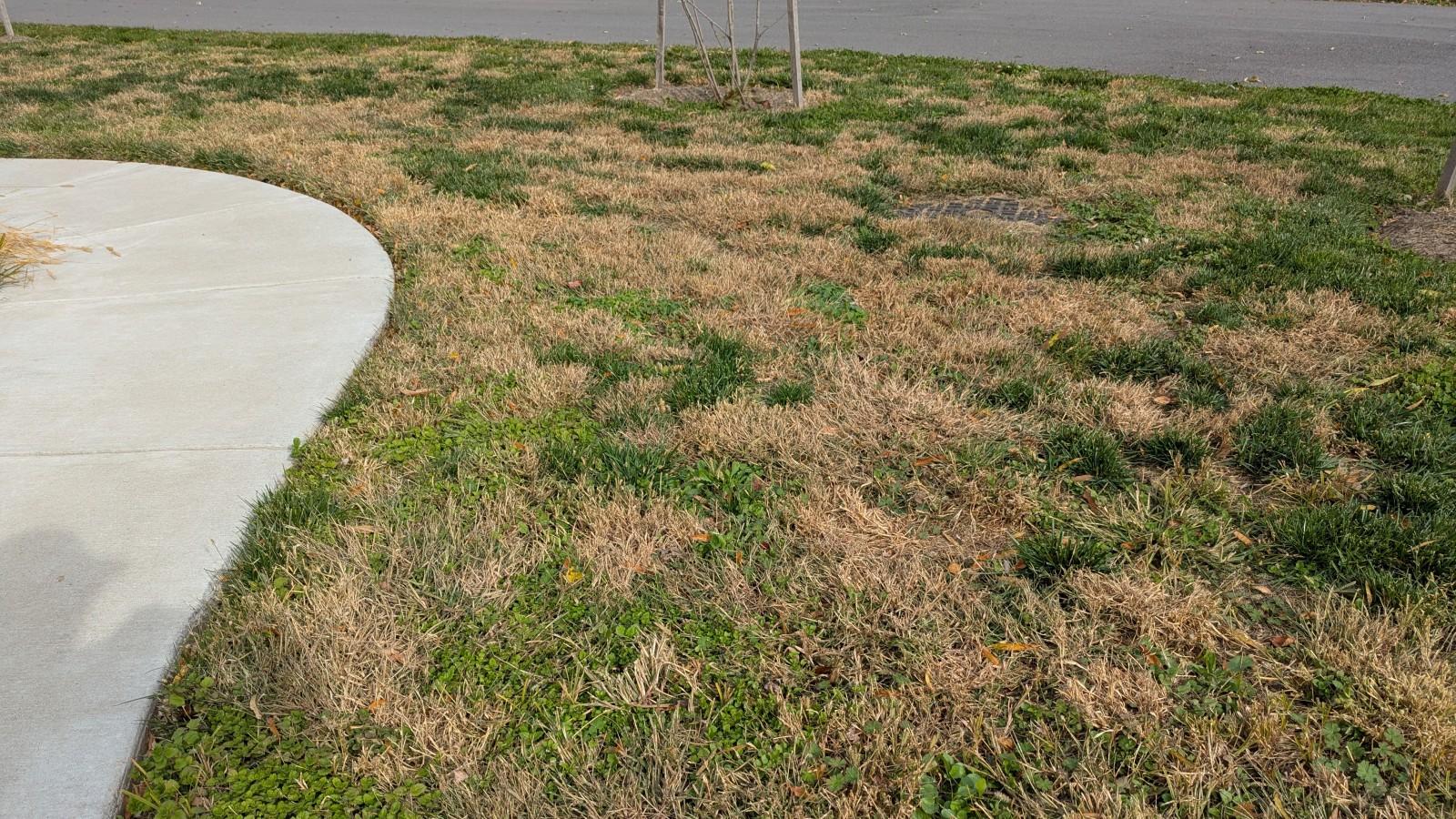 A lawn edge next to a sunny concrete sidewalk showing tan, drought-stressed grass with dry soil, real photo