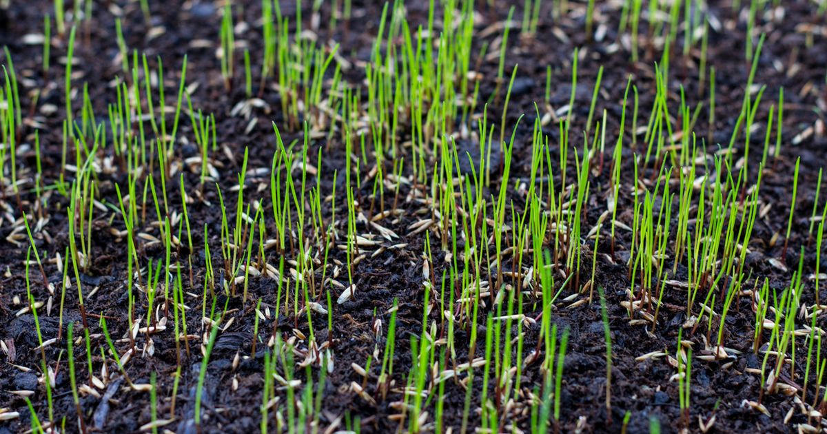 A lawn mower making a first light pass on a newly thickened lawn in fall, with visible young grass seedlings standing upright