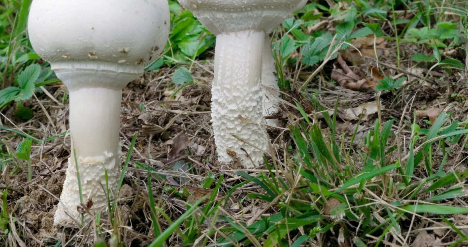 A lawn mushroom showing the cap, the gills underneath, and the stem, positioned on grass so the underside is visible