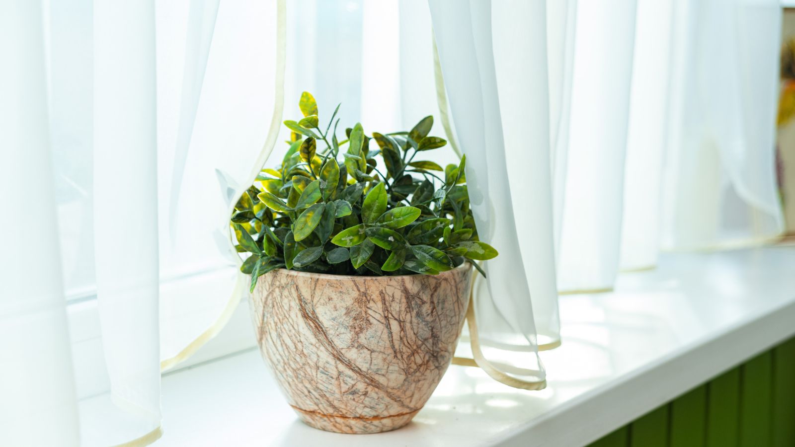 A leafy houseplant placed near a sunlit window with a sheer white curtain softening the direct light, real indoor photo