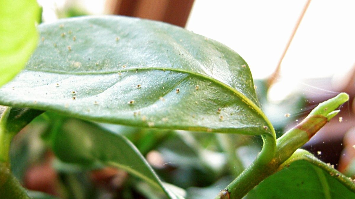 A macro photo of fine spider mite webbing and speckled damage on the underside of a gardenia leaf