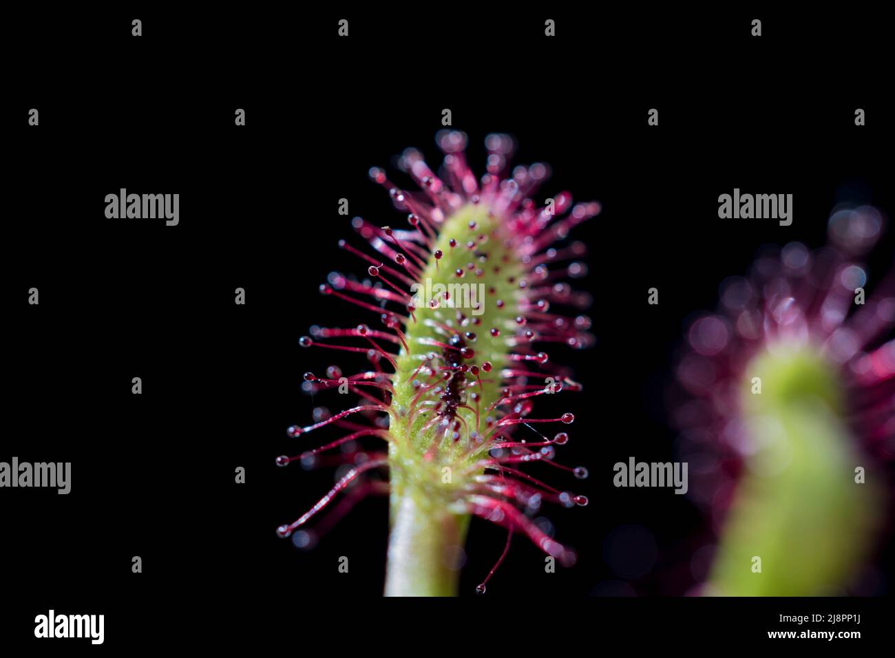 A macro photograph of a Drosera spatulata rosette showing spoon-shaped leaves with clear sticky droplets on the tentacles, natural light, sharp focus on the glistening mucilage