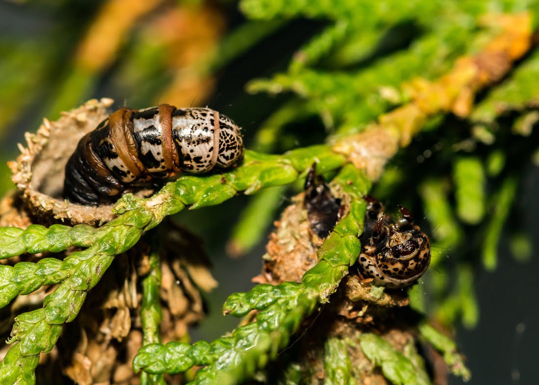 A macro-style photograph of a small bagworm larva partially emerging from a tiny bag on a green evergreen twig, with the larva feeding on foliage in natural light
