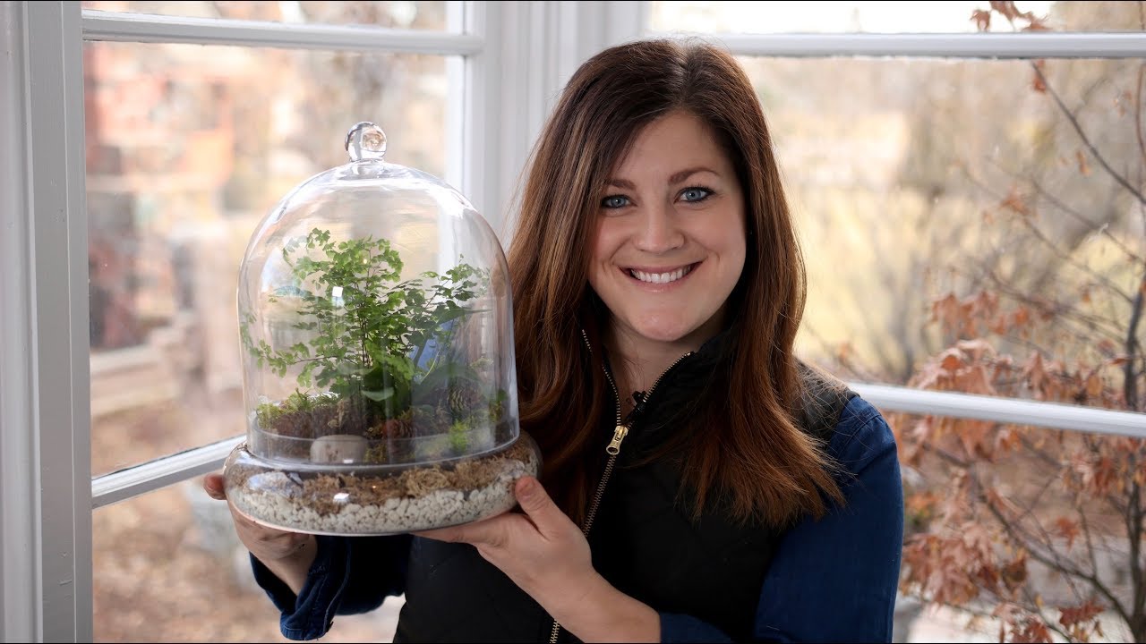 A maidenhair fern growing in a clear glass terrarium on a wooden table, with moist soil, condensation lightly visible on the glass, and bright indirect window light, realistic indoor photograph