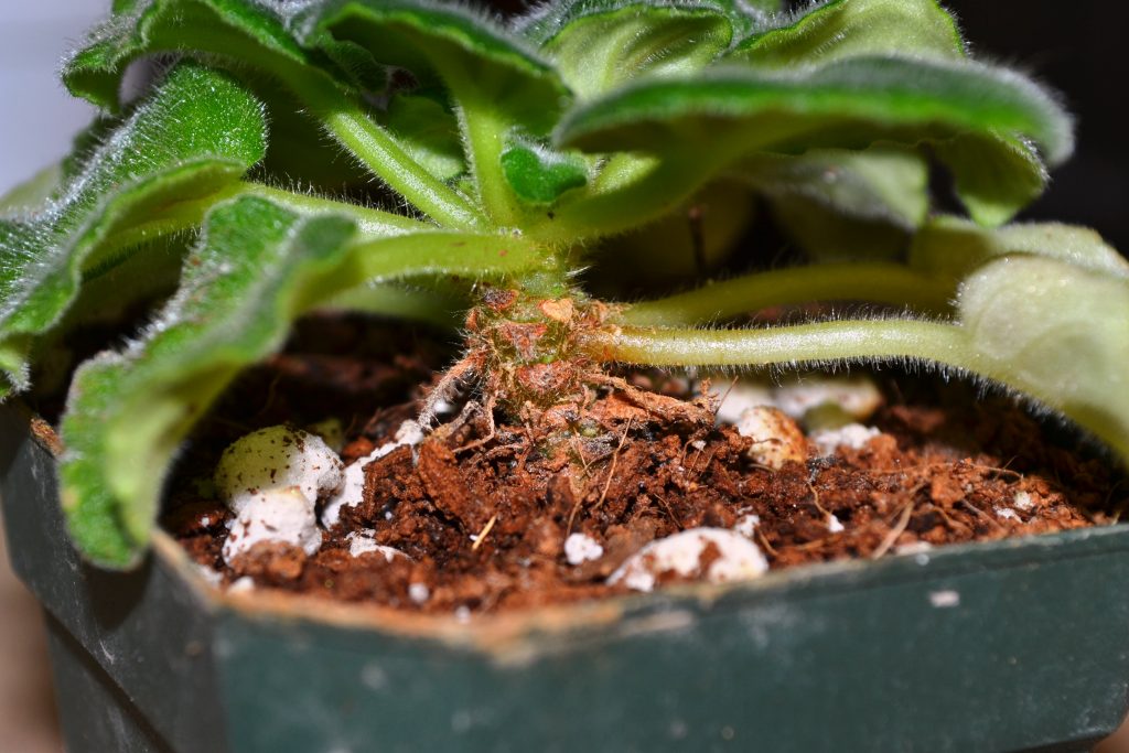A mature African violet in a small pot with a visible bare stem between the soil line and the leaf rosette, sitting on a bright indoor windowsill