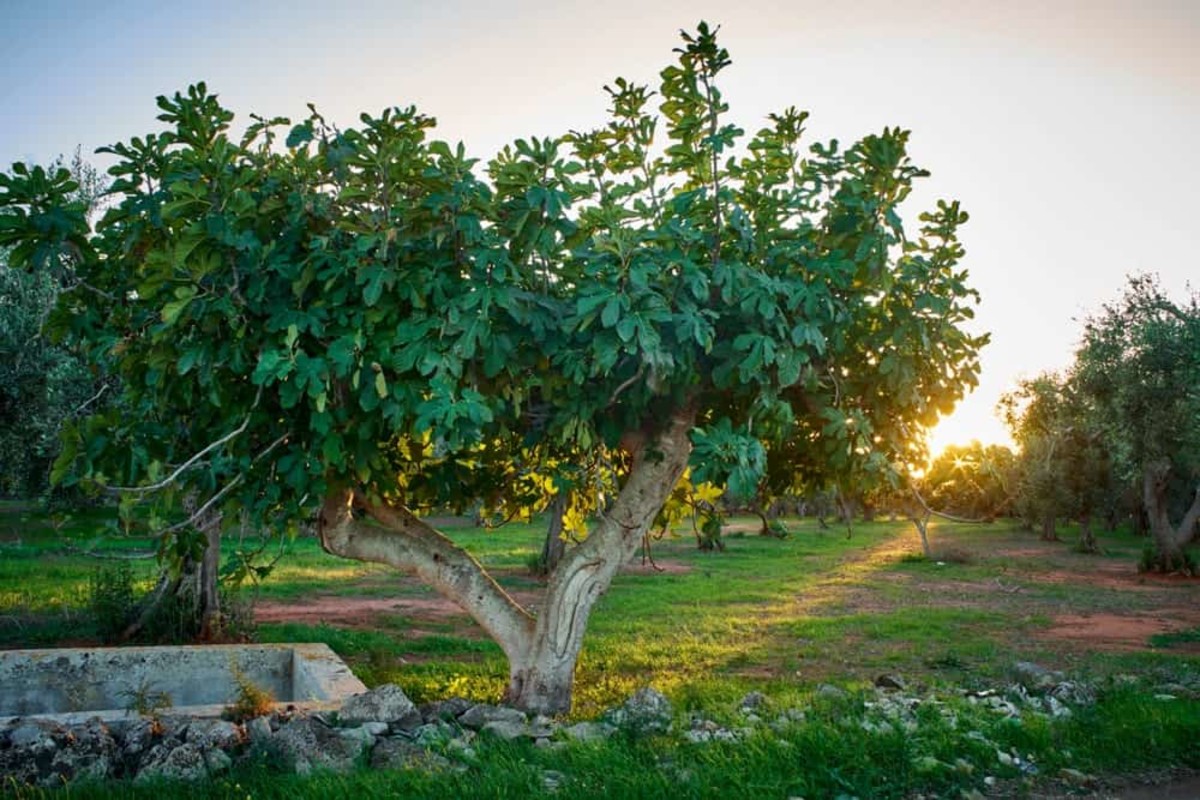 Featured image for Fig Tree Care