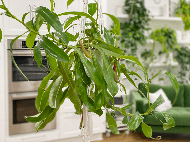 A mature Nepenthes tropical pitcher plant with long vines hanging from a basket indoors, with multiple pitchers dangling below the leaves, real photo