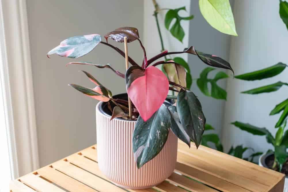 Featured image for Philodendron Pink Princess Care