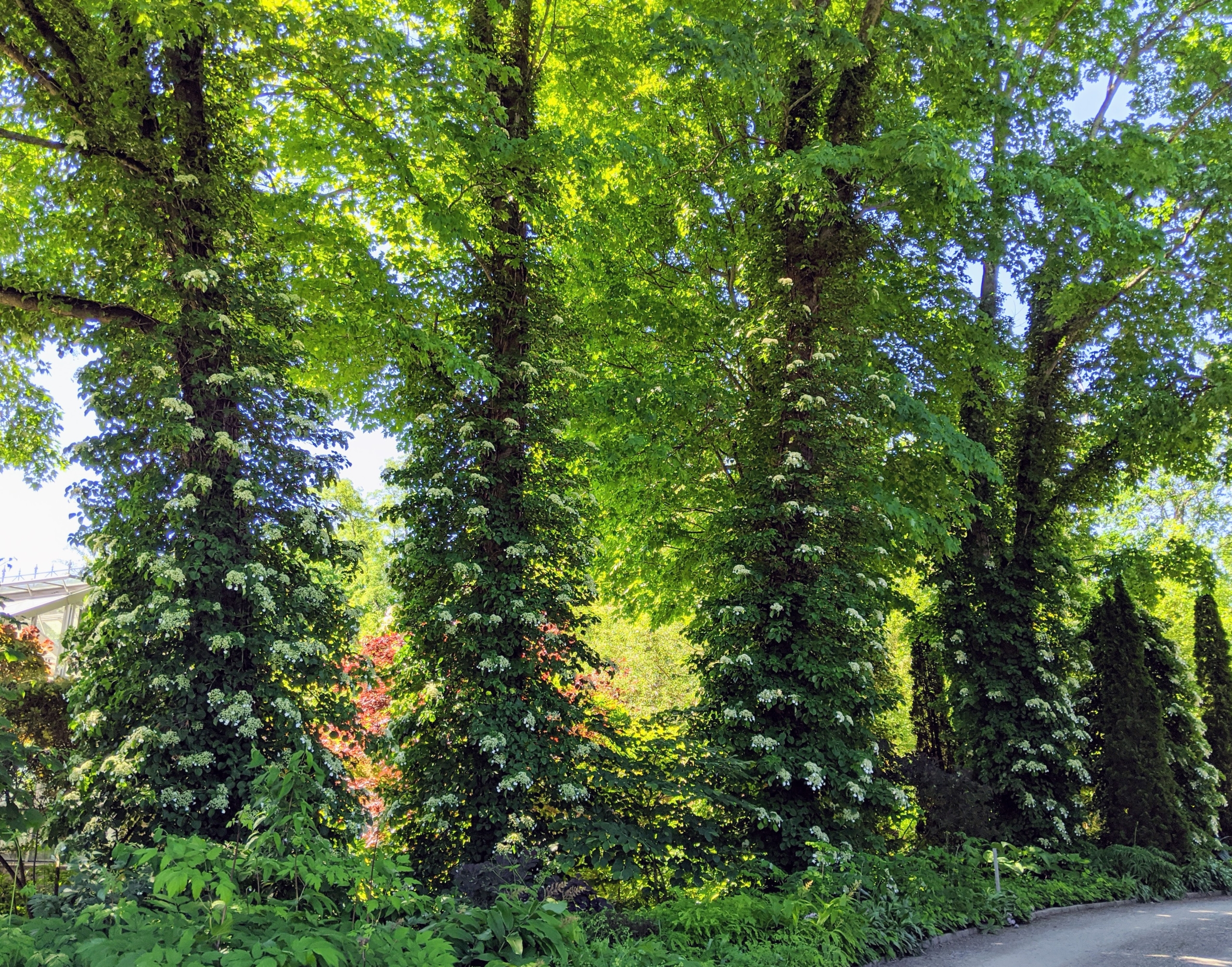 Climbing Hydrangea Care on Walls and Trees