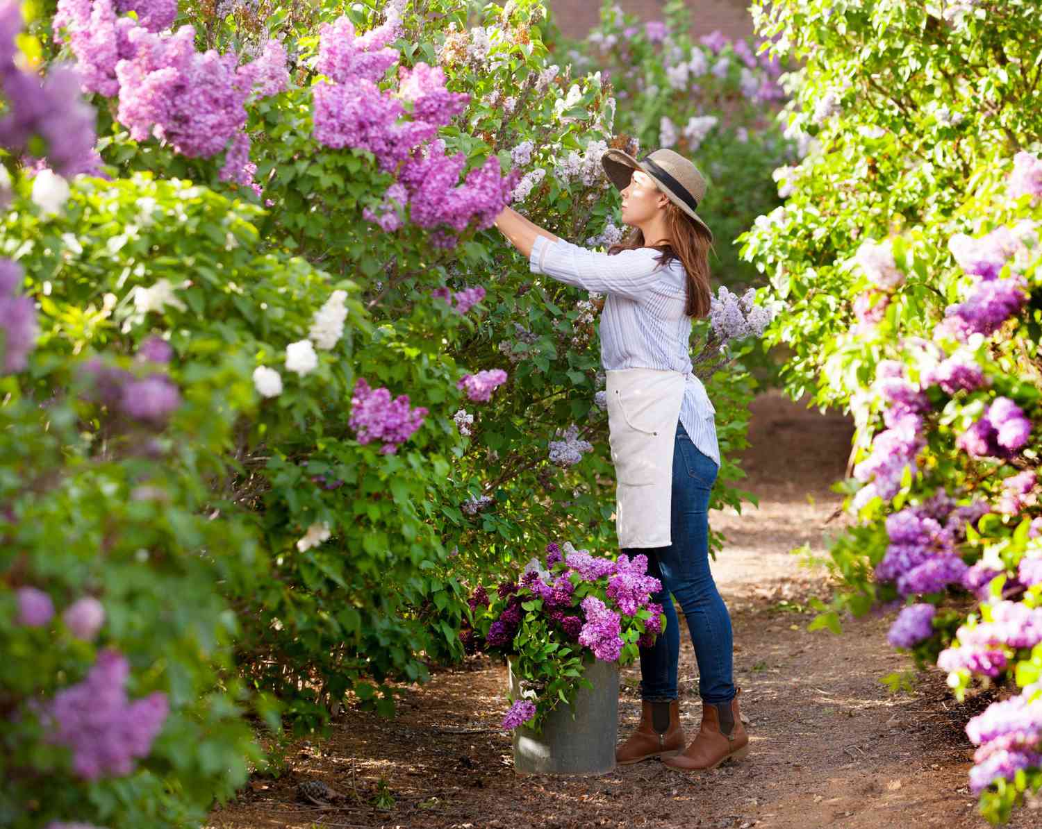 A mature lilac shrub growing in full sun along a fence line in a backyard, with open sky above and strong spring light