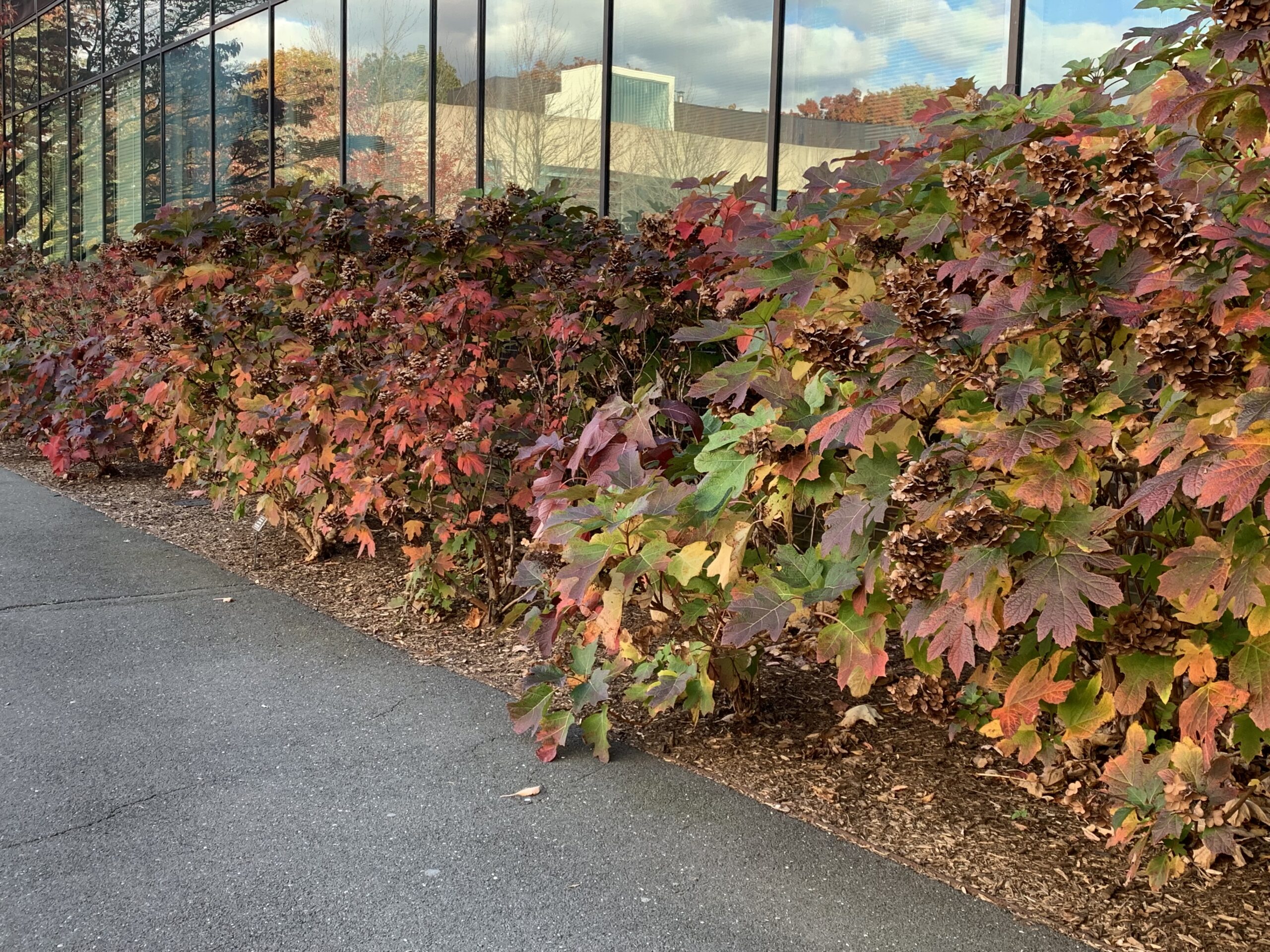 Oakleaf Hydrangea Care
