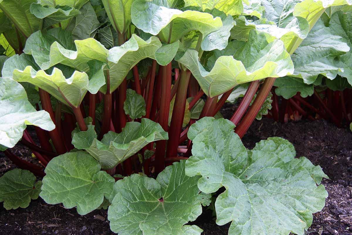 How to Grow Rhubarb