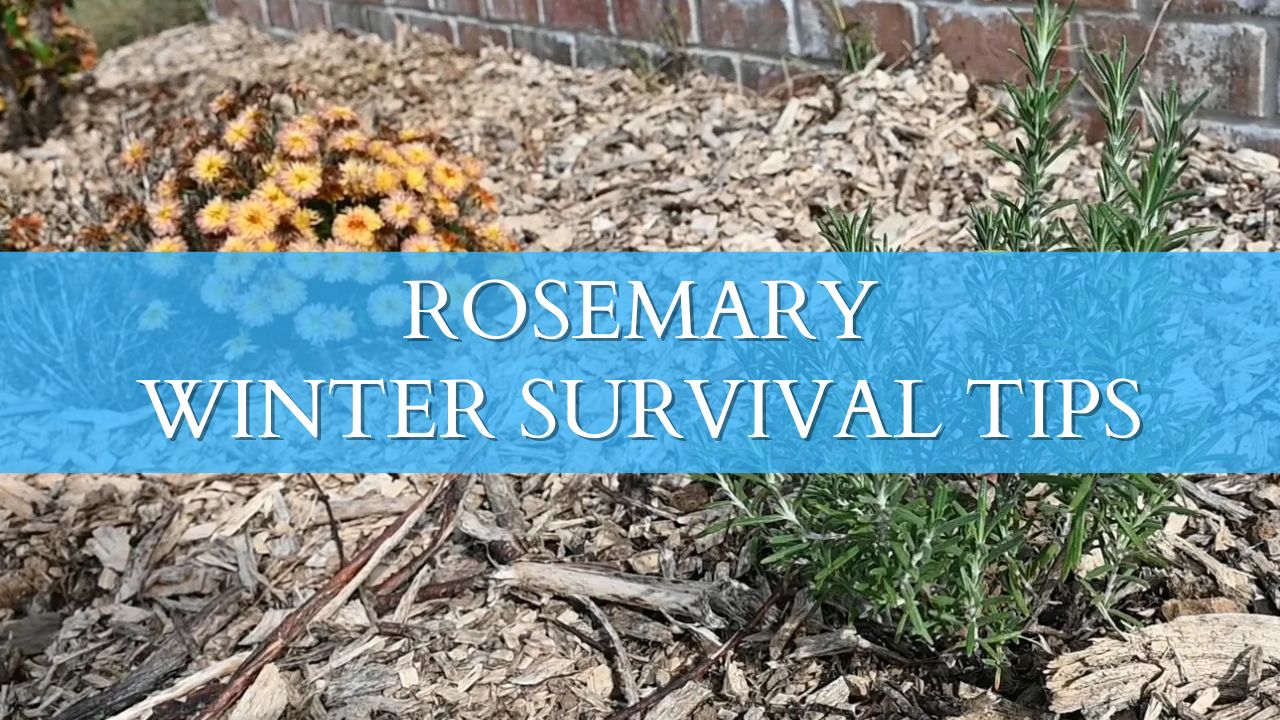A mature rosemary plant in an outdoor garden bed covered with a thick ring of straw mulch and protected with evergreen boughs on a frosty morning, realistic photo