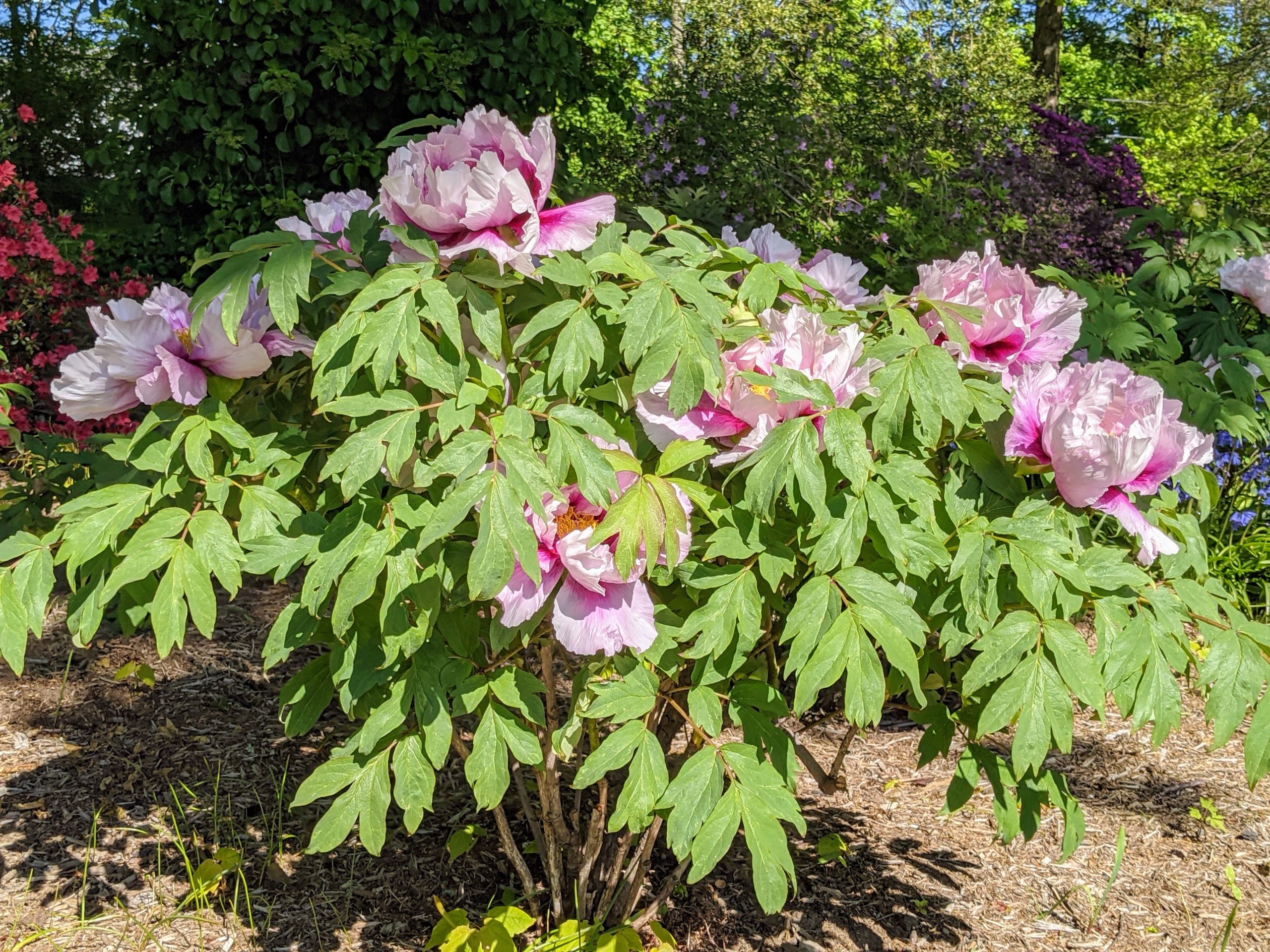 A mature tree peony shrub with visible woody stems and buds along the branches in a garden bed